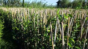 مشاوره فروش نهال مرکبات دزفول