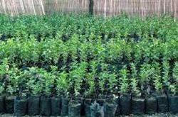 تجارت اینترنتی نهال مرکبات تضمینی