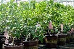 عرضه انواع نهال مرکبات پیوندی