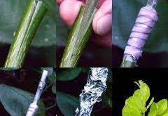 نهال مرکبات