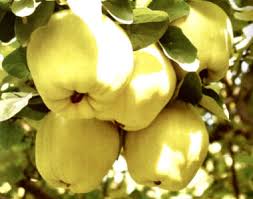 نهال مرکبات تضمینی