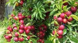 نهال مرکبات مثمر