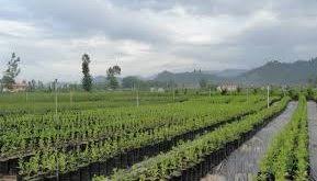 نهال مرکبات مرغوب