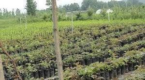 نهال مرکبات گیلان