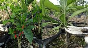 نهال مرکبات یک ساله