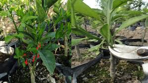 نهال مرکبات یک ساله