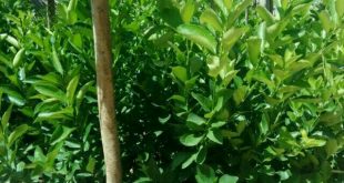 نهال مرکبات جنوب