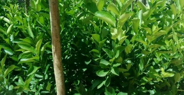 نهال مرکبات جنوب