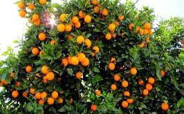 فروش نهال مرکبات پیوندی