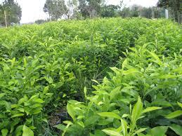 خرید انواع نهال مرکبات