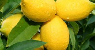 فروش نهال لیموترش