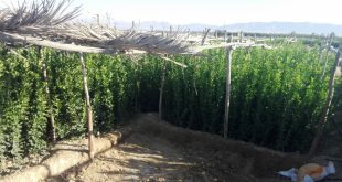 نهال لیموترش