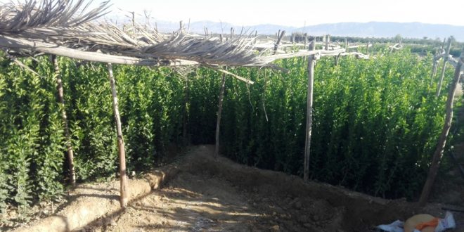 نهال لیموترش