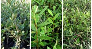 نهال مرکبات پاییزی