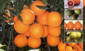 نهال مرکبات