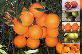 نهال مرکبات