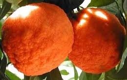 نهال مرکبات