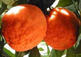 نهال مرکبات