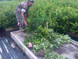 نهال مرکبات