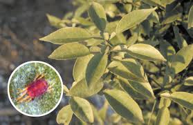 نهال مرکبات