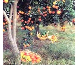 نهال مرکبات