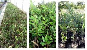 نهال مرکبات