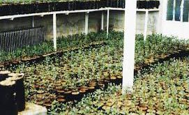 نهال مرکبات