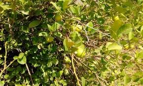 نهال مرکبات تضمینی