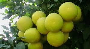 نهال مرکبات جنوب