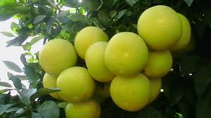 نهال مرکبات جنوب