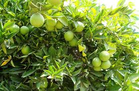 نهال مرکبات جهرم