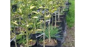 نهال مرکبات شهسوار