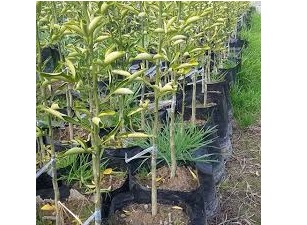 نهال مرکبات شهسوار