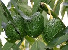 نهال مرکبات پیوندی