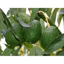 نهال مرکبات پیوندی