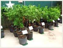 نهال مرکبات یک ساله