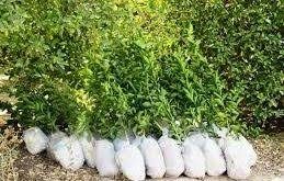 نهال مرکبات لیموندا