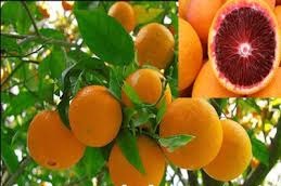 نهال مرکبات