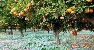 نهال مرکبات ایران