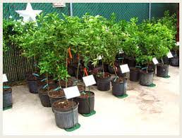 نهال مرکبات دزفول