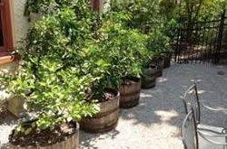 نهال مرکبات دزفول