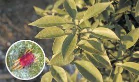 نهال مرکبات زودرس