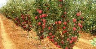 نهال مرکبات زودرس