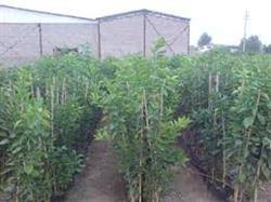 نهال مرکبات ساری