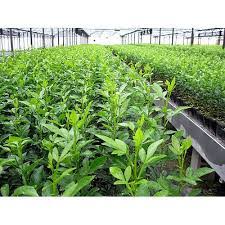 نهال مرکبات پاییزی