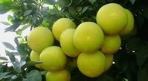 نهال مرکبات پر محصول