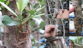 نهال مرکبات پیوندی