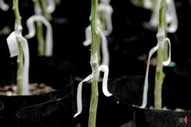 نهال مرکبات پیوندی باکیفیت