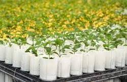 نهال مرکبات گیلان