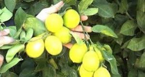 نهال لیمو ترش